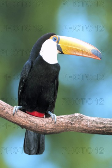 Toco Toucan (Ramphastos toco), toco toucan (south america) (bird) (birds) (toucans) (animals) (branch) (outside) (outdoor) (frontal) (head-on) (from front) (black) (white) (black) (white) (orange) (adult) (vertical) Toucan