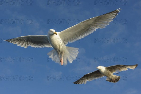 European herring gull (Larus argentatus) , exempted, Norway, Europe
