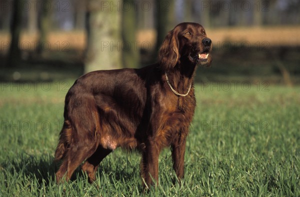 Irish Setter or Red Setter, Male Dog standing on Grass