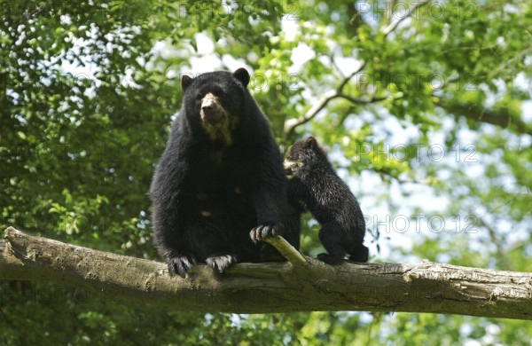 Spectacled bear (tremarctos ornatus), mother with young