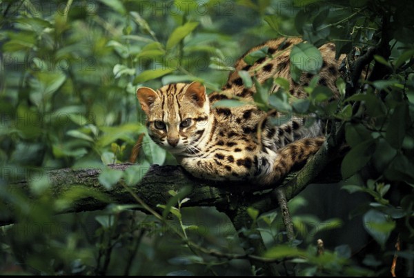 LEOPARD CAT (prionailurus bengalensis), ERWACHSENER AUF BRANCHE