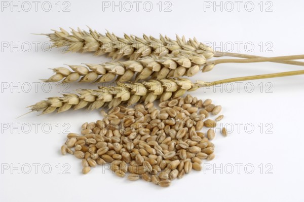 Wheat ears and grain, wheat ears (Triticum aestivum) and wheat grains, inside, studio