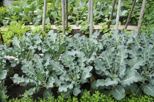 Broccoli (Brassica oleracea var. italica)