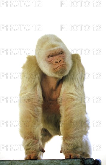 White western gorilla (Gorilla Gorilla), Barcelona Zoo in Spain, male called Snowflake or Copito de Nieve