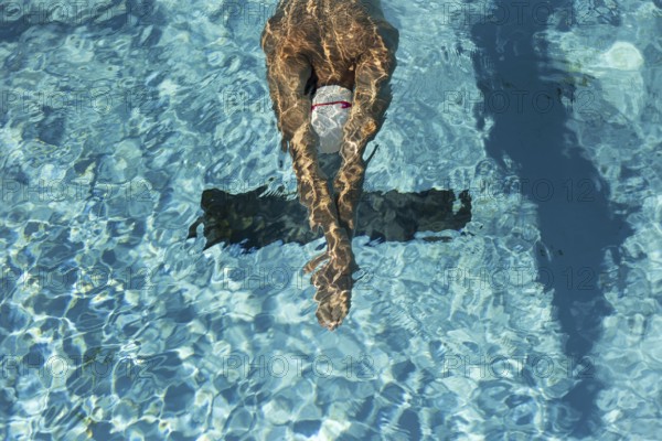 High angle male swimmer water pool