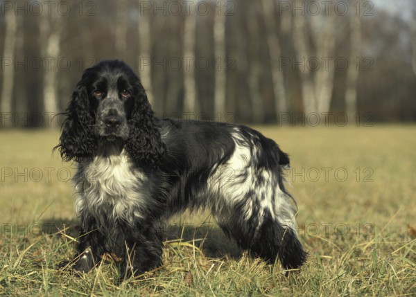 English Cocker Spaniel, Dog standing on Grass