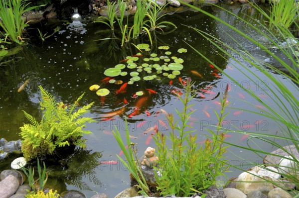 Garden pond with goldfish