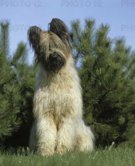 Briard dog (Old standard breed with cropped ears), adult standing on grass