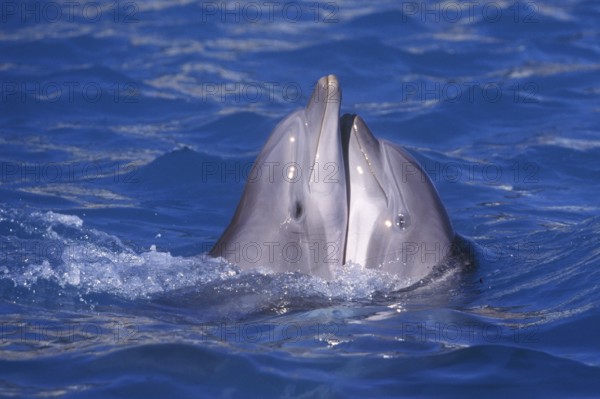 Bottlenose Dolphins (Tursiops truncatus), side