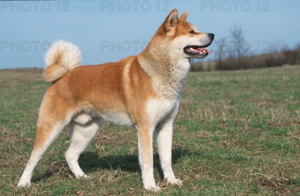 Akita Inu