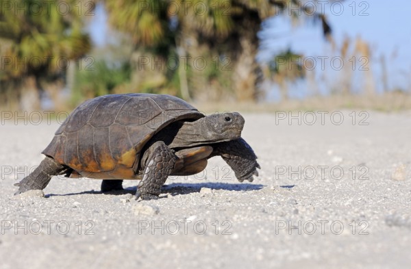 Gopher Tortoise (Gopherus polyphemus), Florida, USA, North America