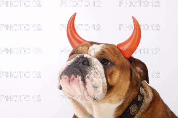 English Bulldog, Collar, Devil Horns, Devil
