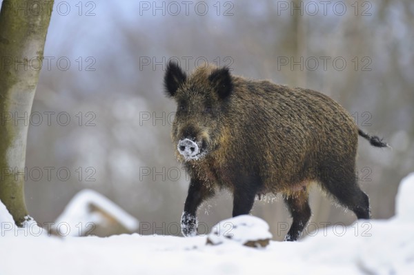 Wild boar (Sus scrofa) Brook
