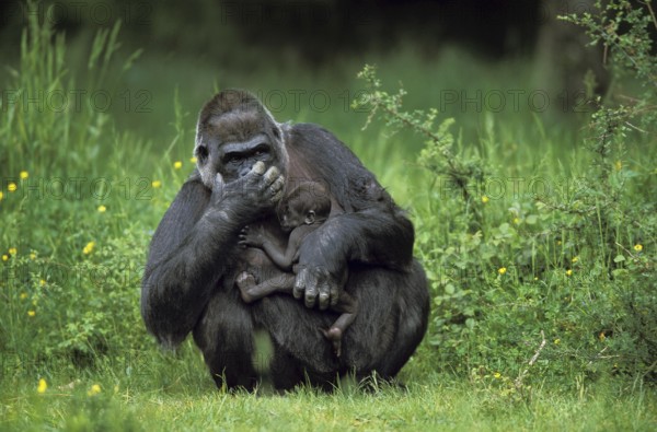 Gorilla (gorilla gorilla), Female with Baby