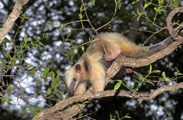 SOUTHERN ANTEATER (tamandua tetradactyla), ADULT IN TREE