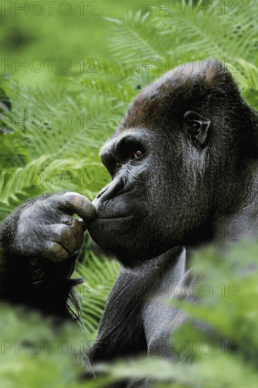 Westen Gorilla, silverback (Gorilla gorilla gorilla)
