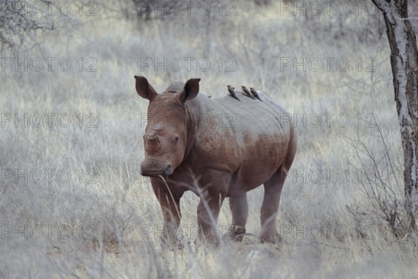 White rhino after SChlambad with Oxpecker on back, Limpopo, South Africa, Africa