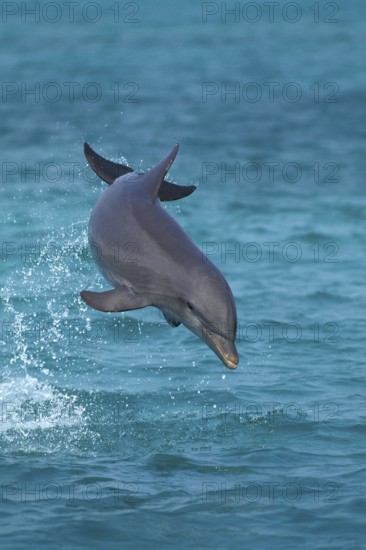 Bottlenose Dolphin (tursiops truncatus), Leaping, Honduras, Central America