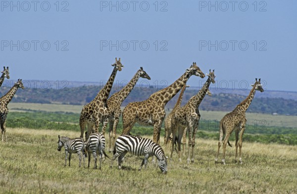 Masai Giraffe (giraffa camelopardalis tippelskirchi), Burchell's Zebra, giraffa camelopardalis tippelskirchi, Masai Mara park in Kenya