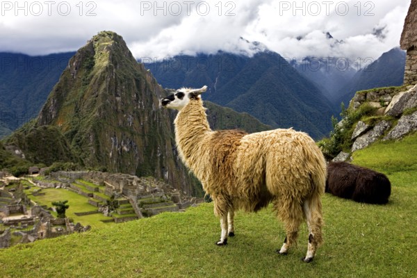 LLAMA (lama glama) AT MACHU PICCHU, THE LOST CITY OF INCAS, PERU