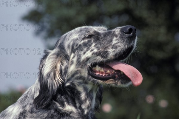English Setter Dog, portrait of an Adult with Open Mouth