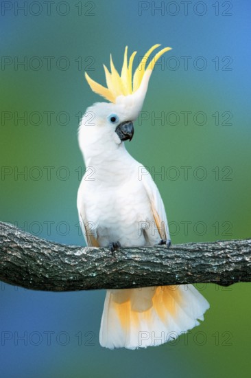 Triton Cockatoo (Cacatua galerita triton), Great Sulphur-crested Cockatoo