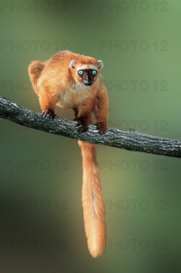 Blue-eyed (primates) lemur, female (Eulemur macaco flavifrons) (Madagascar) (animals) (branch) (frontal) (standing) (adult) (mammals) (prosimians) (lemurs) (vertical)