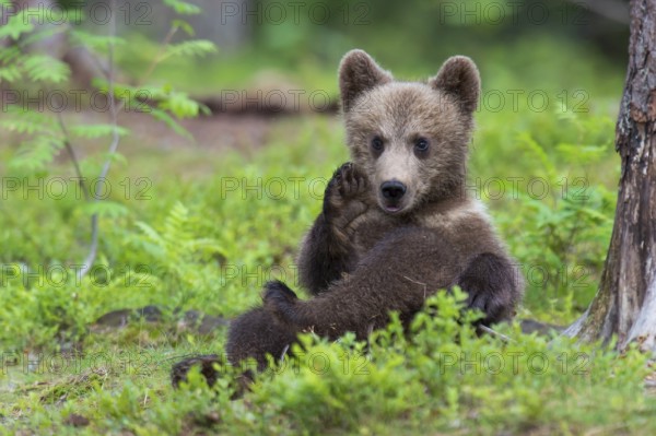 European Brown bear (Ursus arctos) young animal, Finland, Europe