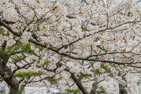 Branches of cherry blossom tree filled with delicate flowers in full bloom, South Korea, South Korea, Asia