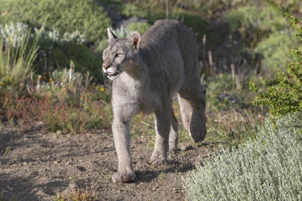 Cougar (Cougar concolor), silver lion, mountain lion, cougar, panther, small cat, Torres del Paine National Park, Patagonia, end of the world, Chile, South America