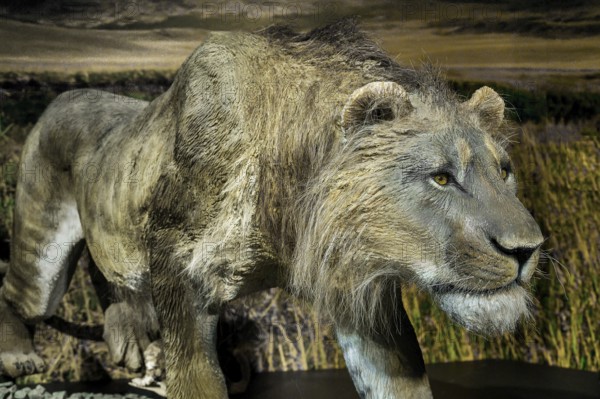 The cave lion (Panthers spelaea), exhibition Eiszeit Safari Allgäu in the Marstall, Kempten, Allgäu. Bavaria, Germany, Europe