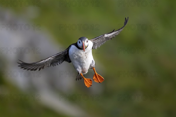 Puffin (Fratercula arctica) in flight, Bird Island Runde, Norway, Europe
