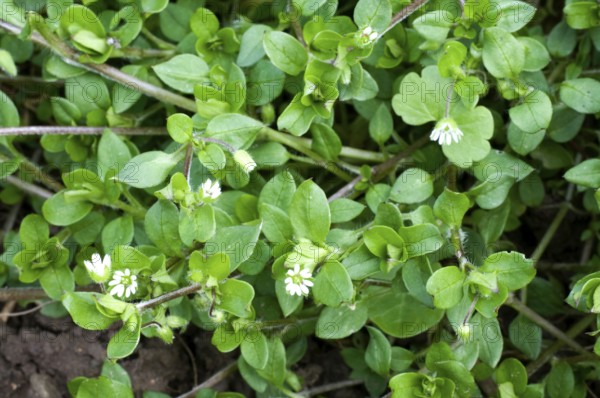 Chickweed, Common Common chickweed (Stellaria media), Chickweed