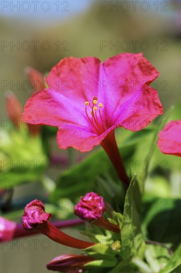 Four o'clock flower (Mirabilis jalapa)
