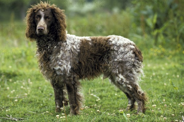 Pont Audemer Spaniel Dog on Grass