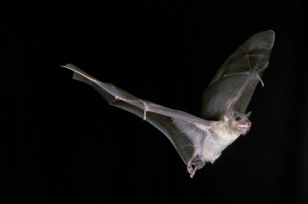 Mouse-Eared Bat (myotis myotis), Adult in Flight against Black Background