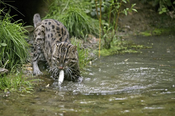 FISHING CAT (prionailurus viverrinus), ADULT IN WATER CATCHING FISH