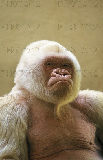 White western gorilla (Gorilla gorilla), male called Snowflake or Copito de Nieve, Barcelona Zoo