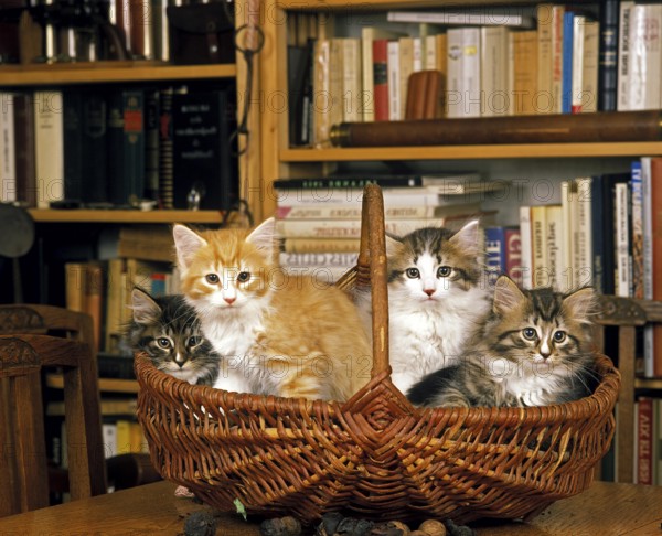 Skogkatt Domestic Cat, Kittens standing in Basket
