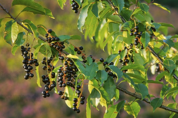 American weeping cherry, late blossoming weeping cherry, late weeping cherry (Prunus serotina), autumn cherry