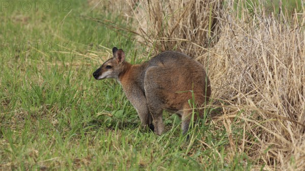 Wallaby grazing on a farm near Wauchope