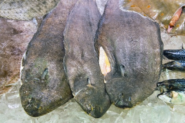 Sole for sale at a fish market