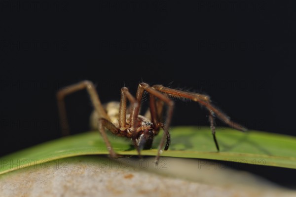 Large angle spider sitting on a green leaf