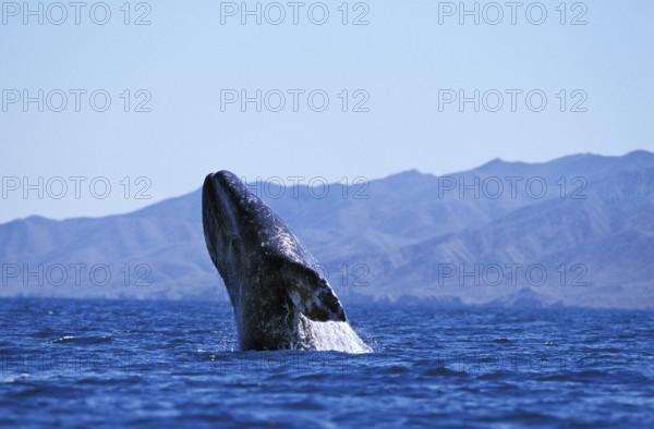 Gray whale (eschrichtius robustus) OR GREY WALF, ADULT, BAJA CALIFORNIA IN MEXICO