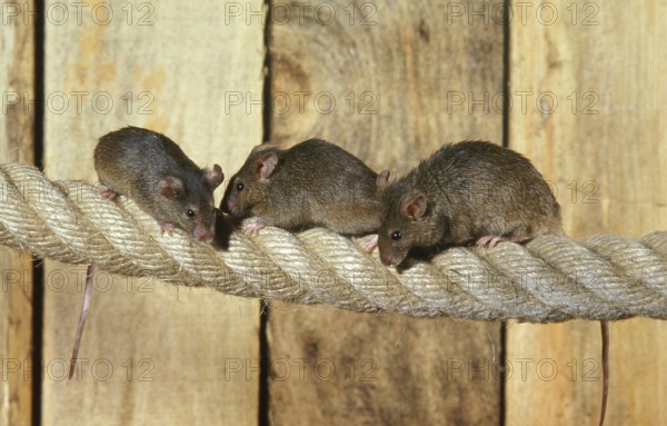 House mouse (mus musculus), group on rope