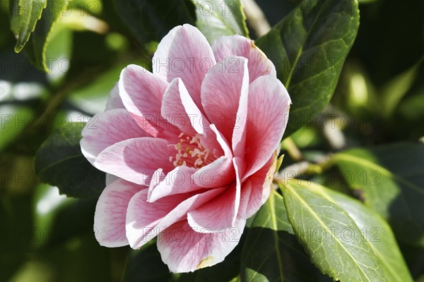 Garden Camellia variety 'Lady Vansittart' (Camellia japonica 'Lady Vansittart'), single flower, white with crimson red markings (mutation), Germany, Europe