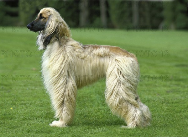 Afghan hound, adult standing on grass