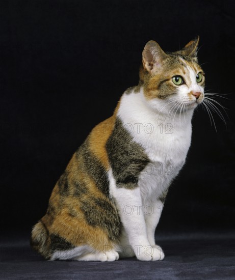Japanese bobtail domestic cat sitting against black background
