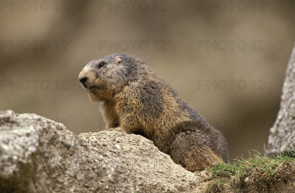 Alpine Marmot (marmota marmota), Adult standing on Rocks, Alps in South East of France