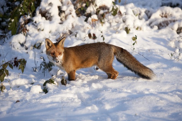 Red Fox (vulpes vulpes), Adult standing on Snow, Normandy